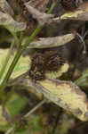 Lesser burdock